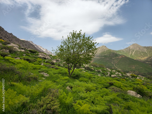 A lone tree with lush green foliage stands on a spring hillside beneath distant snow-dusted peaks under a partly cloudy sky.
📍 Hawraman Takht, Kurdistan, Iran 