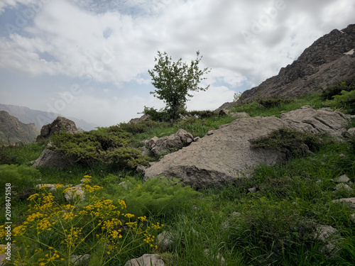 A lone tree grows among large boulders on a spring hillside with yellow wildflowers under a cloudy sky.
📍 Hawraman Takht, Kurdistan, Iran 