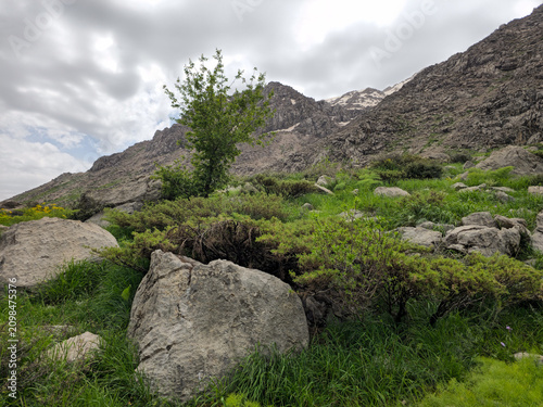 A lone tree with green foliage grows on a rocky spring hillside beneath rugged peaks dusted with snow patches.
📍 Hawraman Takht, Kurdistan, Iran 