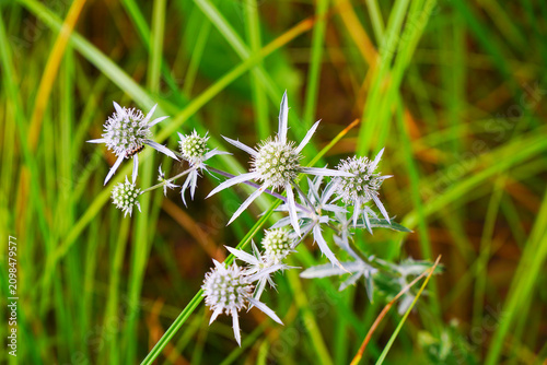 Eryngium flower in green grass