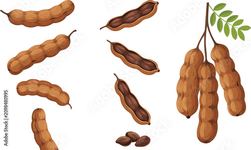 Foto Fresh Tamarind Fruit Vector Illustration Set with Whole Pods Open Shells Seeds a