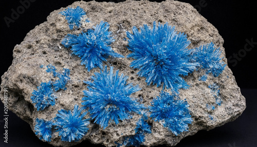 Bright blue acicular crystals of cavansite mineral clusters growing on a rough grey basalt rock matrix isolated against a solid black background