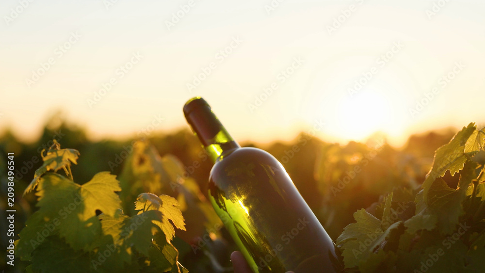 Obraz premium Green Wine Bottle Tilted in a Bordeaux Vineyard at Sunset