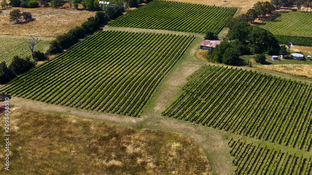 Obraz premium Aerial View of Geometric Grapevine Rows in Murrumbateman Australia
