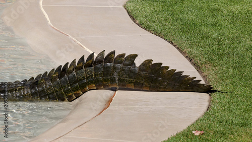 Fotografía Saltwater Crocodile Tail Sliding From Concrete Ledge Into Water