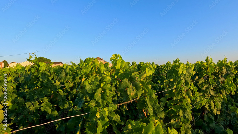 Obraz premium Lush Green Vineyard Rows Under Clear Blue Sky in Bordeaux France