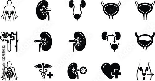 Set of vector icons related to the human urinary system, including kidneys, bladder, nephron, and medical symbols