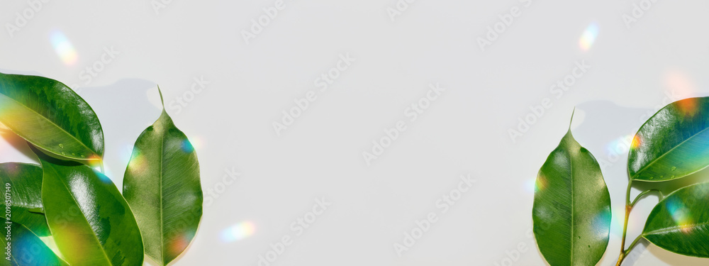 Obraz premium Green ficus leaves with colorful light leaks creating fresh nature banner