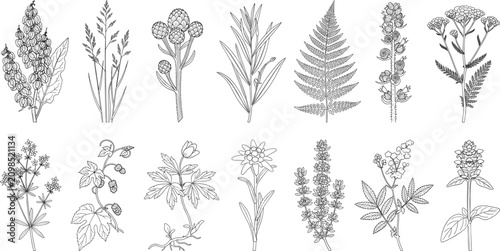 Konstfotografi Detailed black and white botanical vector illustrations featuring diverse plants