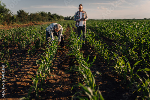 Cuadro en lienzo Farmers inspecting crop growth in corn field