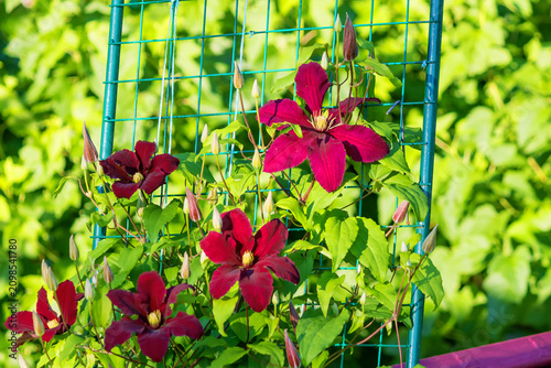 Clematis large-flowered 