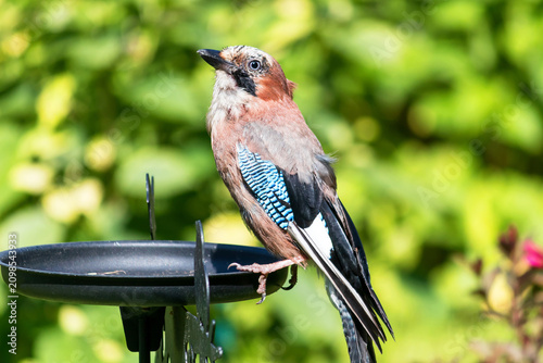 A mockingjay bird sits on a metal bird feeder.