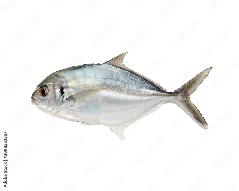 Obraz premium Side view of a silver pomfret fish with iridescent scales and detailed fins isolated on a black background for scientific study and biological illustration