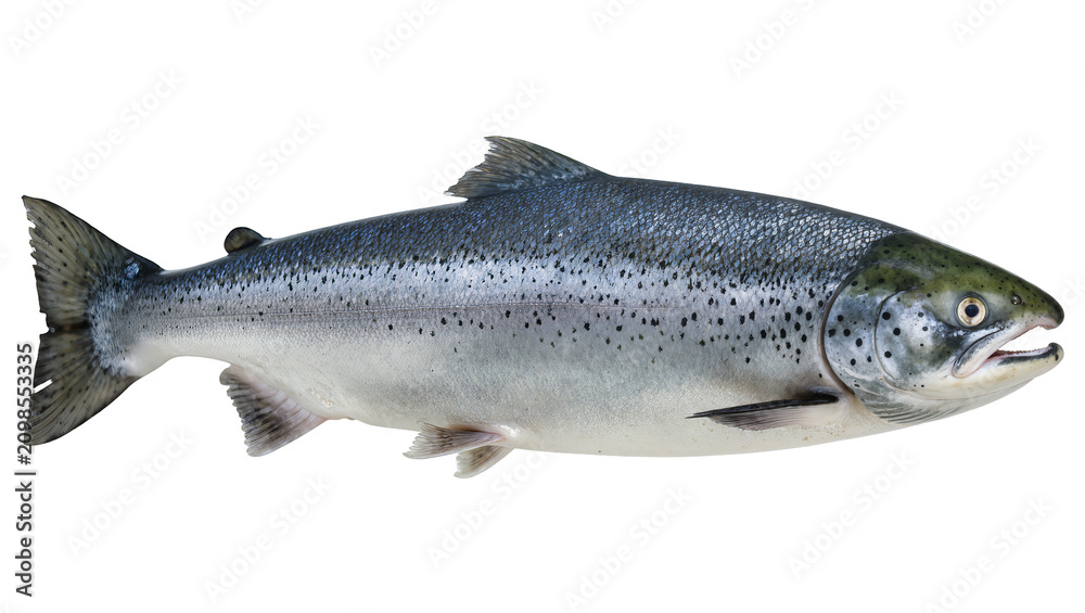 Obraz premium Whole Atlantic salmon fish with dark spots, isolated on transparent background