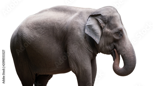 Foto Majestic grey elephant with wrinkled skin trunk curled, isolated on transparent