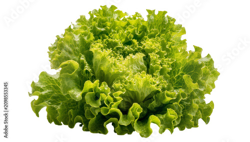 Schilderij op canvas Fresh green lettuce head with ruffled leaves, isolated on transparent background