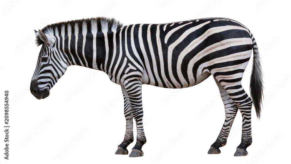 Obraz premium Full body zebra with black and white stripes, isolated on transparent background