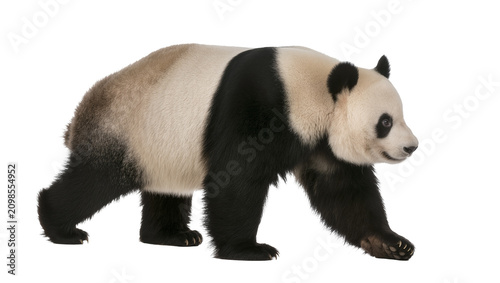 Tableau sur toile Giant panda walking, isolated on transparent background