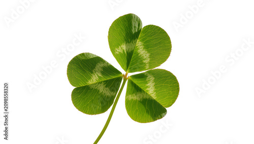 фотографія Three-leaf green clover with light green markings, isolated on transparent backg