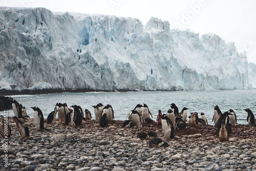 Photos A colony of chinstrap penguins standing on the shore against the backdrop of a massive iceberg in Antarctica