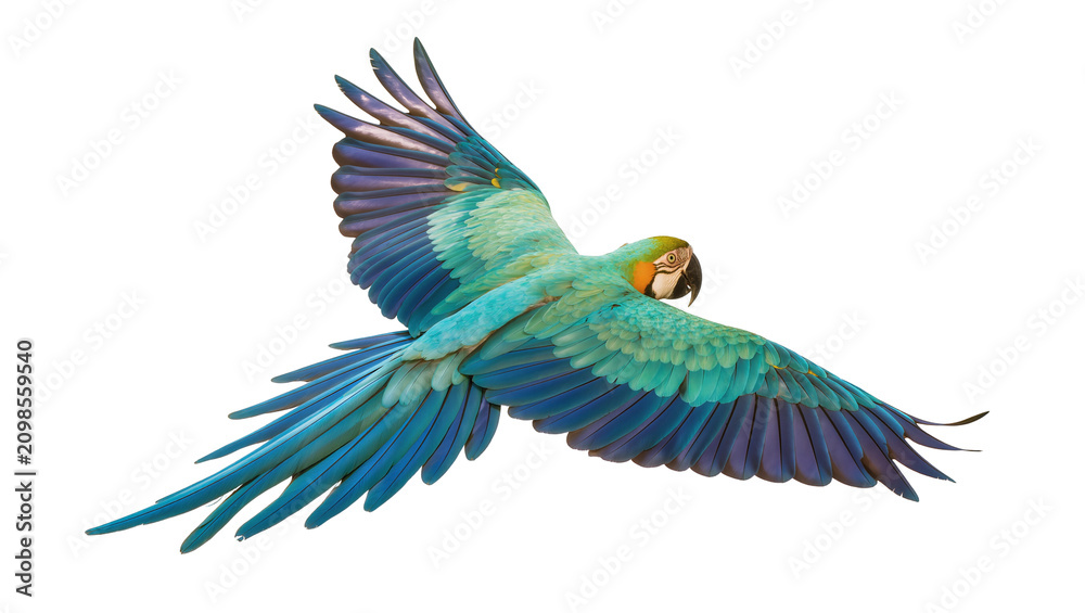 Obraz premium Blue and green macaw parrot flying with wings spread, isolated on transparent background