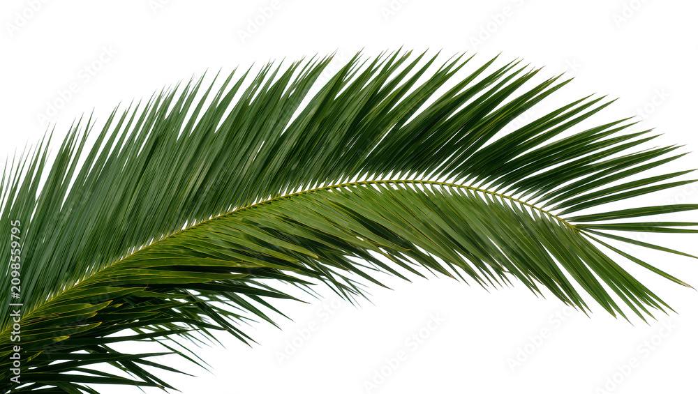 Fototapeta premium Vibrant green palm frond with sharp pointed leaves, isolated on transparent background