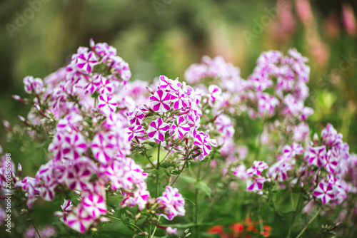 Phlox paniculata flowers with striking pink and white star patterns are blooming in a vibrant summer garden, creating a beautiful display of color and natural beauty