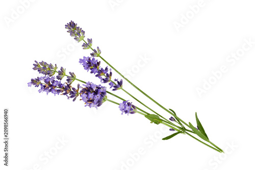 Bild auf Leinwand bunch of lavender isolated on white or transparent png
