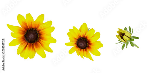 Bild auf Leinwand set of sunflower or coneflower flower heads from various angles isolated on whit