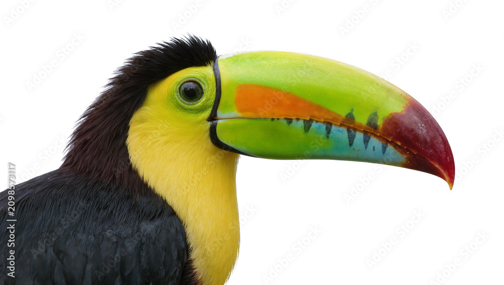 Fototapeta premium Vibrant toucan with large colorful beak, isolated on transparent background