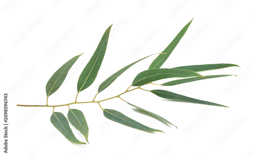 Fototapeta premium Eucalyptus Branch with Green Leaves Isolated on White Background