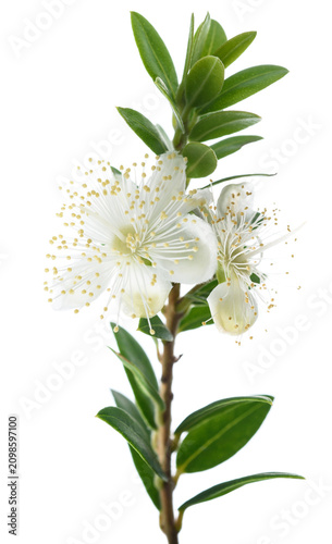 Myrtle branch with flower