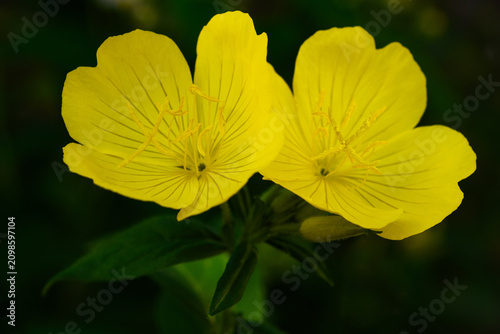 Evening Primrose Flower (Oenothera biennis) Blooming in Garden with Blurred Green Background