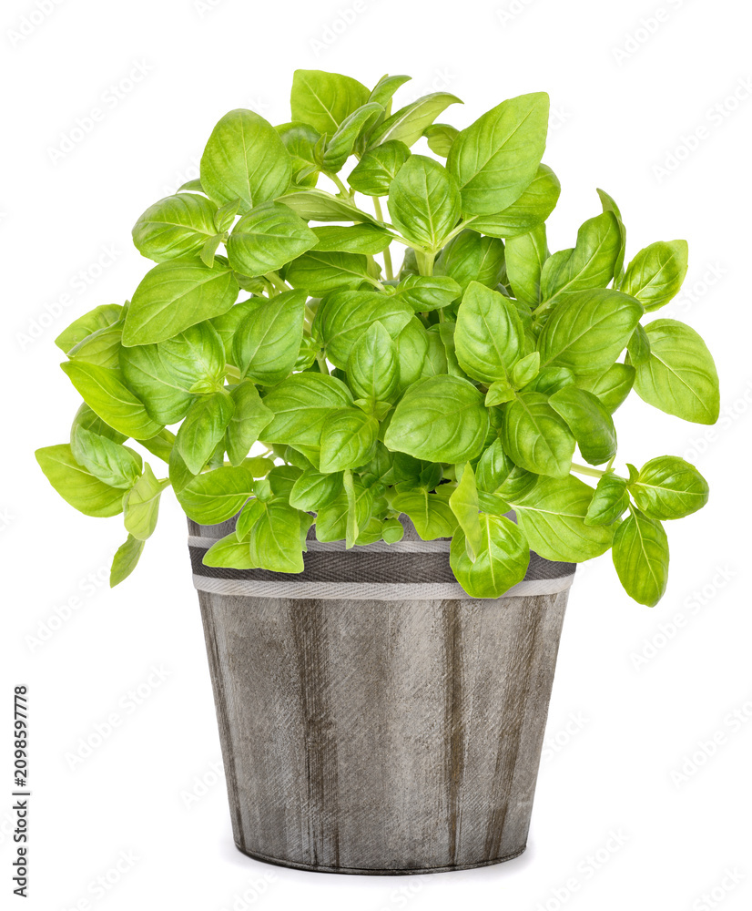 Fototapeta premium Fresh basil plants in vase