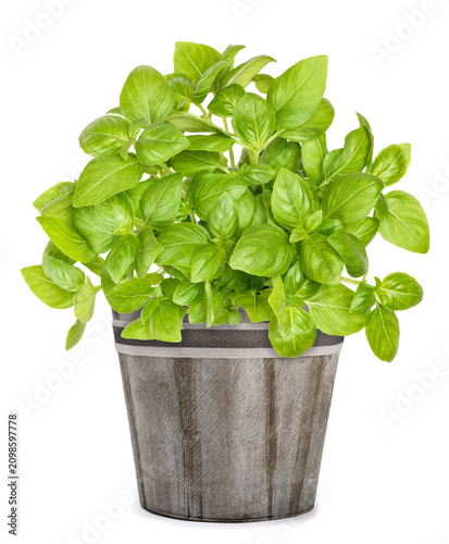 Fresh  basil plants in vase