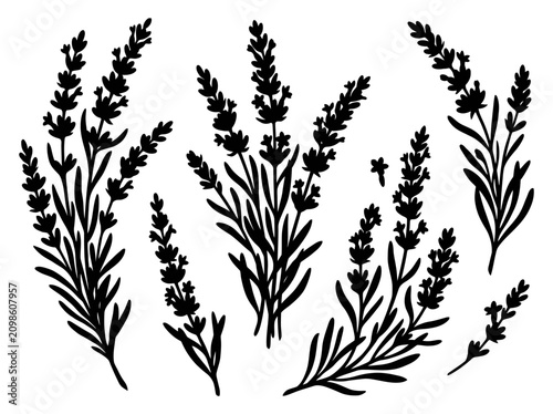 Schilderij op canvas Black silhouette collection of various aromatic herb sprigs
