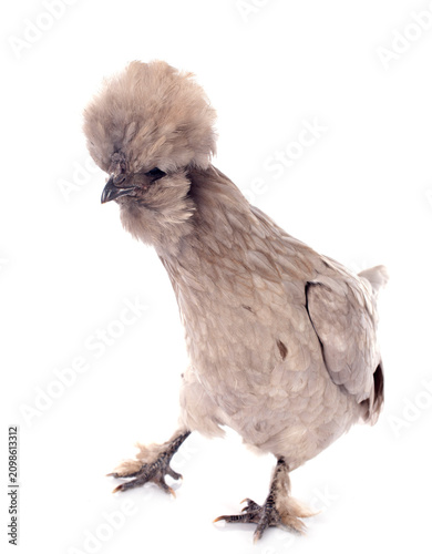 Canvastavla Dutch Bantam
