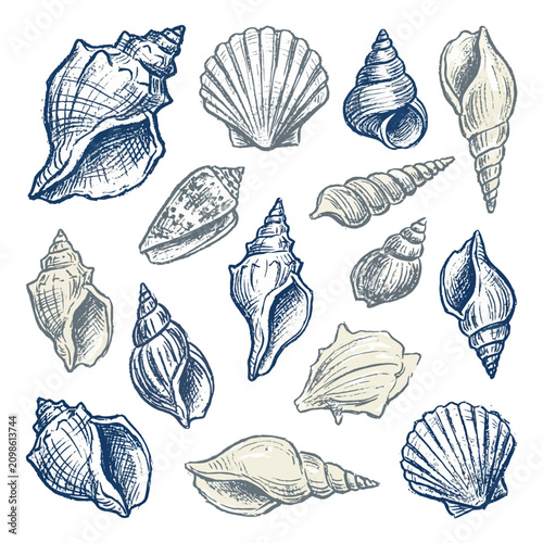Foto A collection of various seashells illustrated in a vintage sketch style