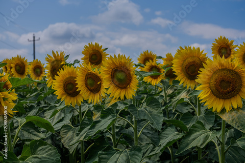 Golden Horizon: A Dramatic View of an Endless Sunflower Field