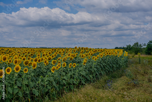 Golden Horizon: A Dramatic View of an Endless Sunflower Field