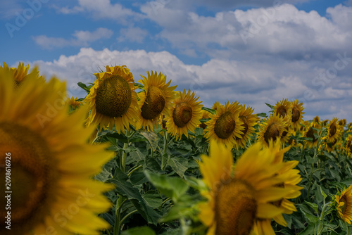 Golden Horizon: A Dramatic View of an Endless Sunflower Field