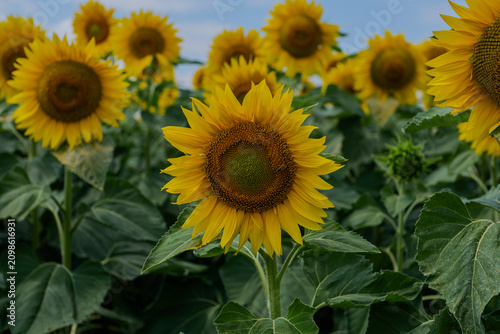 Golden Horizon: A Dramatic View of an Endless Sunflower Field