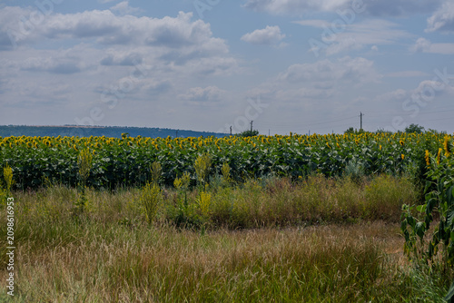 Golden Horizon: A Dramatic View of an Endless Sunflower Field