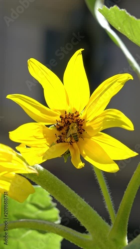 Honey Bee Pollinating Bright Yellow Flower in Sunlight