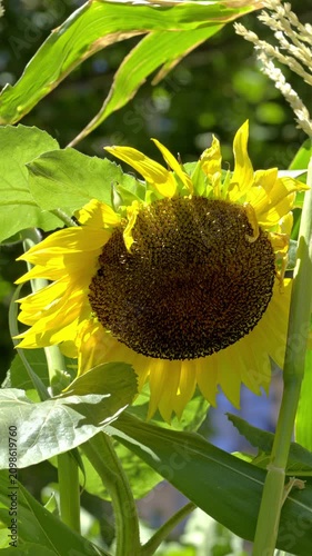 Close-Up of Mature Sunflower in Bright Summer Sunlight