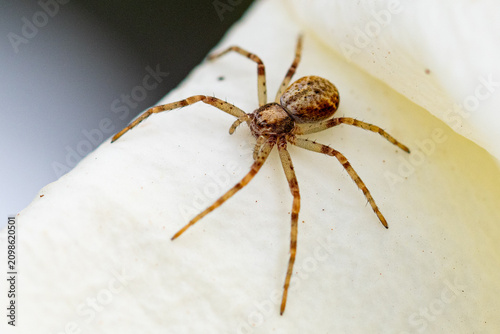 Photos Portrait macro d'une araignée brune (Philodromus) sur une fleur d'arum