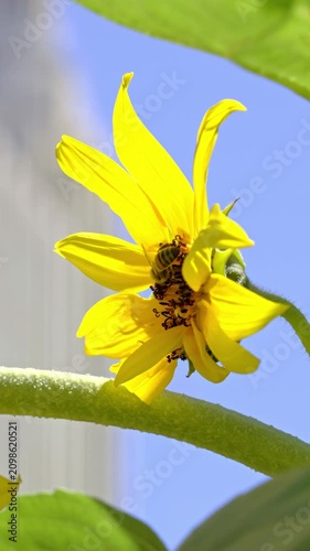 Honey Bee Pollinating Bright Yellow Flower in Sunlight