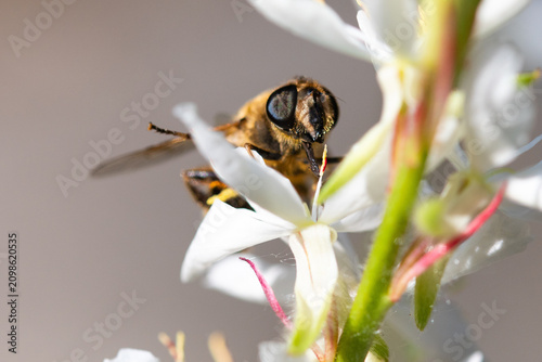 Cuadro en lienzo Éristale gluante (Eristalis tenax) sur une fleur blanche, insecte pollinisateur