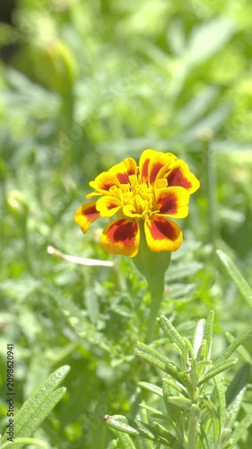 Orange and Yellow Marigold Flower Blooming in Garden