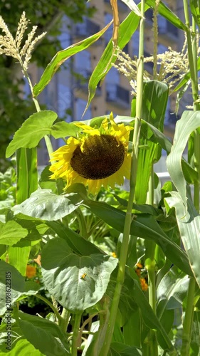 Close-Up of Mature Sunflower in Bright Summer Sunlight